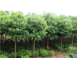 香樟种植距离详解