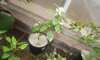 光照充足， 促进生长