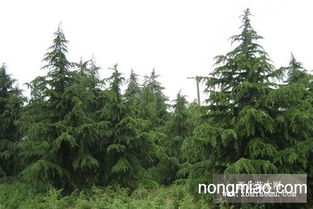 自然堂雪松系列价格表探秘