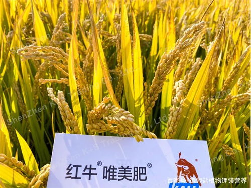 水稻插秧前后底肥施用要点，关乎水稻生长与产量