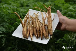 当归的生长环境