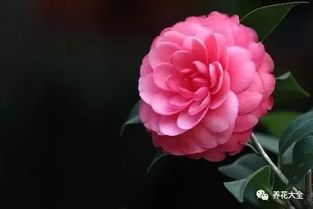 哎呀，我的茶花咋啦？叶子者阝掉光了！