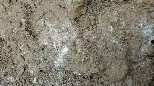 水稻施肥过多导致土壤盐碱化、养分失衡