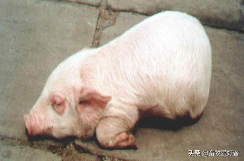 仔猪水肿病：仔猪断奶后常见疾病