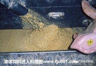 猪发酵饲料怎样配方，才能提高猪的消化吸收率？