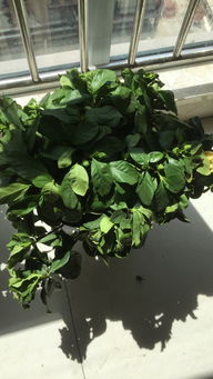 花儿枯萎了？别急，我来教你救活！