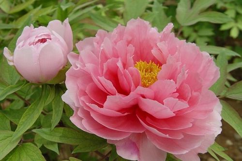 零基础学牡丹花手工制作，核心技巧揭秘