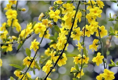迎春花选色？黄色系最亮眼