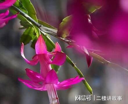 冬季养殖蟹爪兰需要注意哪些温度和光照条件