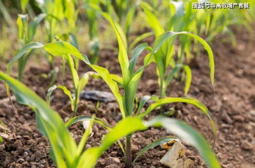 葫芦种子播种：如何选种、消毒、播种