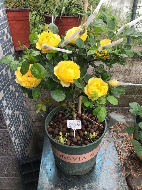 金丝雀月季：明亮的黄色， 充满活力