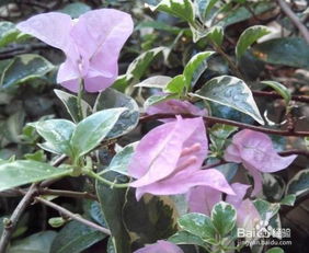 三角梅品种大盘点