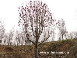 五、 病虫防治，别让小虫子打扰了花的美