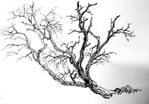 了解九里香的基本知识