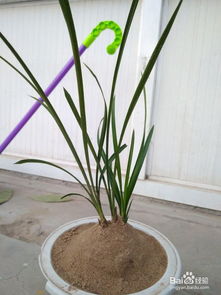 解决方法一：换土重栽