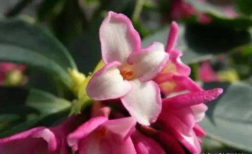 瑞香花，寓意着温馨与坚韧