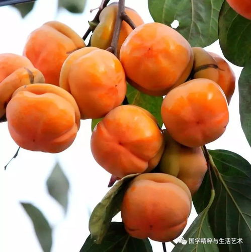 播种时间与地点， 阳光与排水，关键因素