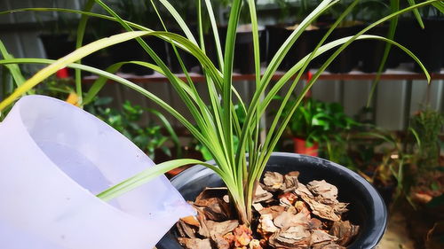 土壤配比， 因地制宜