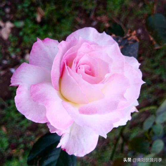 月季花中的小秘密：哪一款嫩让你心动不以？