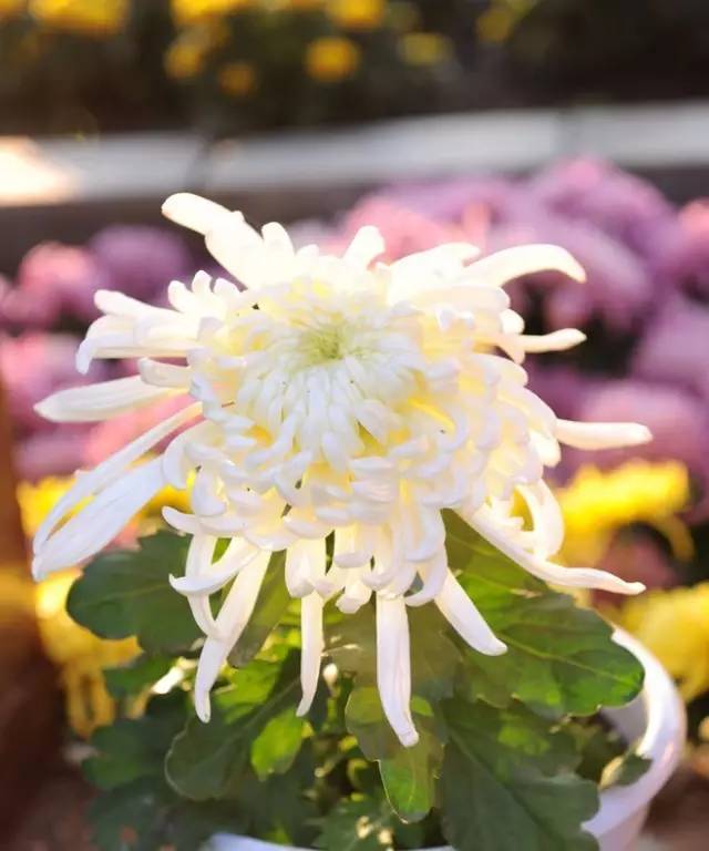 双“三春”菊？这名字有何特别之处