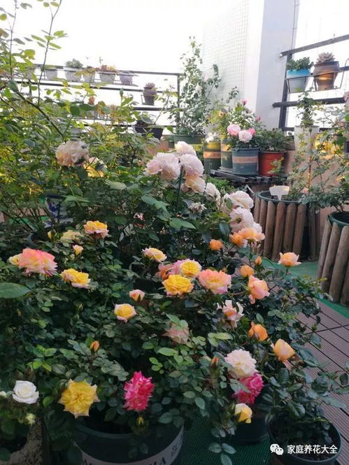 月季花施了肥后还需要定期浇水吗？