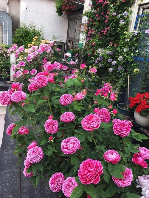 花园宝藏月季：单花期长， 花型稳定