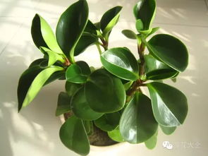 豆瓣绿养护， 有技巧哦