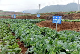 种植蔬菜的步骤与技巧