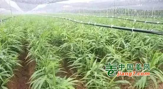 七、 南北种植方案对比