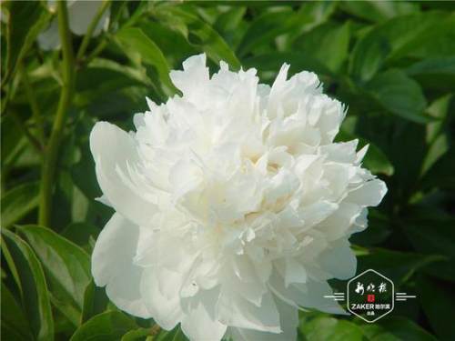 “花开有情，哪一种花语最能表达我心中那份默默无闻的暗恋呢