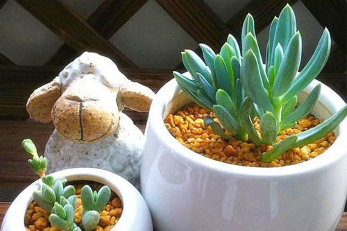 多肉植物过冬怎么浇水？冬季浇水频率如何把握
