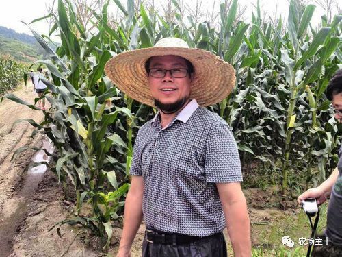 揭秘藿香的迷人魅力：农业领域的新发现！