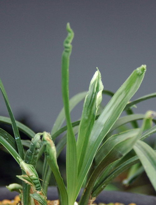 兰霉种植时需要打农药吗？