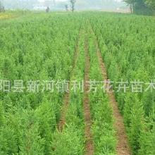 蜀桧和塔柏，它们是一种树吗？