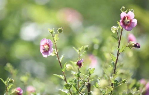 小木槿为何不开花？生长环境出了问题