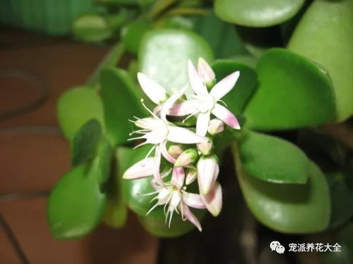 花团锦簇俱乐部