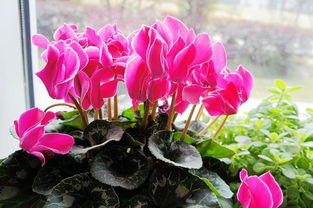 北方冬天花草生存大挑战