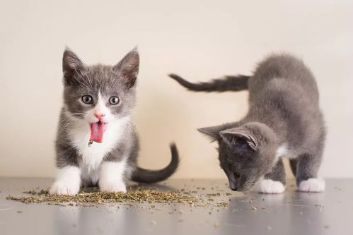 猫薄荷≠薄荷：猫薄荷猫爱，薄荷人喜爱！