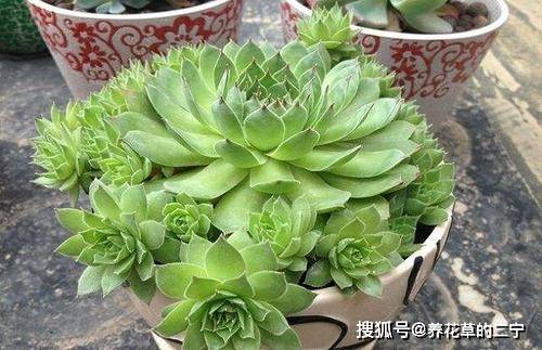 观音莲多肉植物，如何让叶片饱满、颜色鲜艳