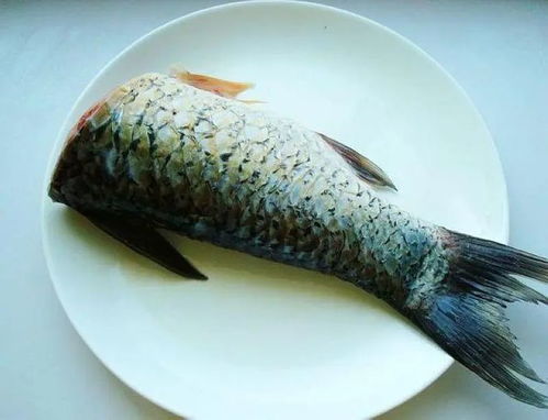 维生素在鱼饲料中究竟扮演着怎样的关键角色，对鱼类健康和生长有何不可替代的作用？