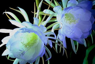 养昙花开花多技巧，小叶昙花药用价值解析
