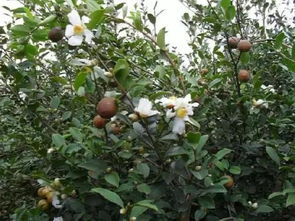 油茶花的授粉奥秘