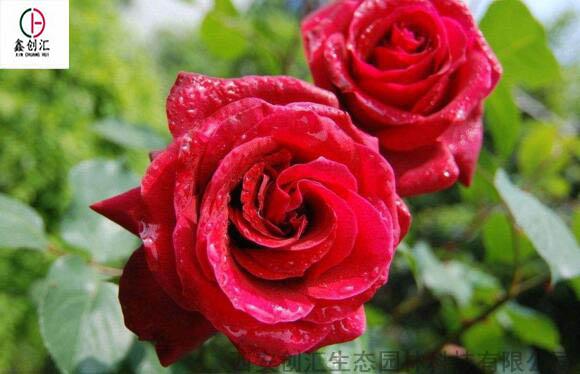 玛格丽特王妃， 长个子开花两不误