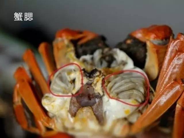 螃蟹如何清洗，去除泥沙