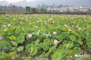 夏日荷花的移栽大冒险