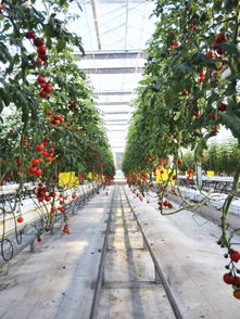 为了小区绿化， Zuo好驱虫工作