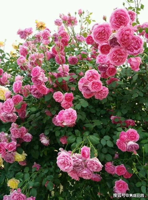 室内养花的秘密：十大耐阴爬藤月季品种大盘点