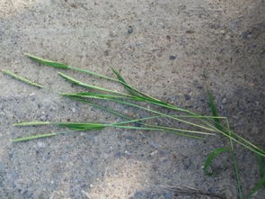 马牙草的烦恼，农药的解救