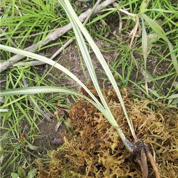 传统工艺品中的刚竹