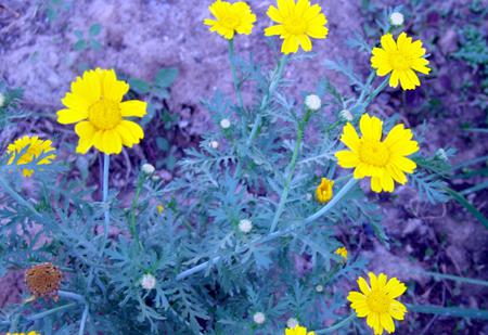 野菊花的品种名称及图片
